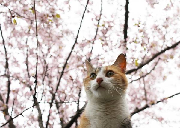 벚꽃 필 무렵이면 고양이도 꽃놀이로 바빠진다./사진 이용한