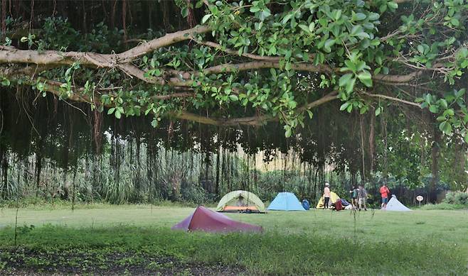 거대한 용나무가 드리워진 오키도마리해변공원캠핑장