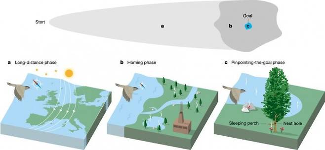 철새가 먼 거리를 이동해 목적지에 이르는 과정은 세 단계로 나뉜다. 먼저 ‘먼 거리 단계’로 지구자기장과 천체(태양과 별)의 안내를 받아 이동한다. 다음으로 ‘고향찾기(homing) 단계’로 지구자기장 정보와 함께 시각이나 후각 정보도 이용한다. 끝으로 ‘도착(pinpointing-the-goal) 단계’로 익숙한 지형지물과 냄새를 통해 찾는다. ′네이처′ 제공