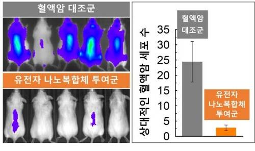 유전자 나노복합체의 혈액암 치료효과. [연구팀 제공]
