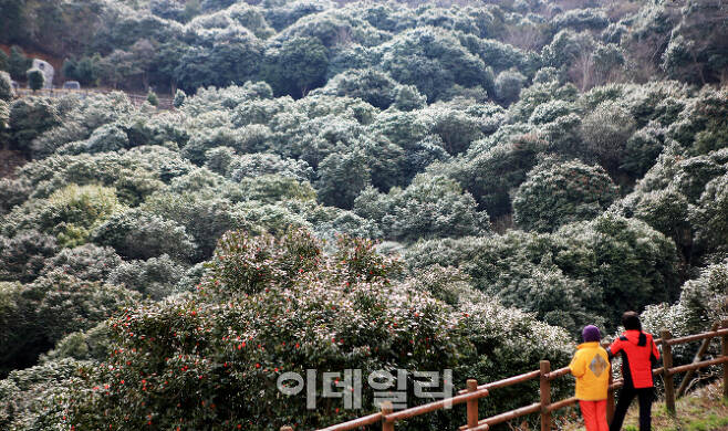 국내 최대 규모인 동백나무 자생지인 천관산 동백나무 숲이 봄 햇살에 동백오일을 바른듯 반짝이고 있다.