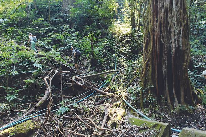 도이 인타논 1,500고지에는 열대우림에서 볼 수 있는 수종들이 서식하며, 밀림을 방불할 정도로 숲이 울창하다.