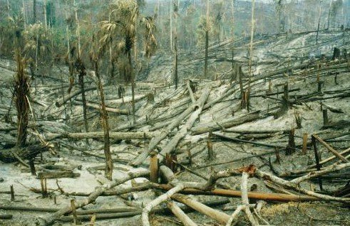 1997 엘니뇨 때 발생한 산불로 인도네시아 열대림이 잿더미가 됐다. [중앙포토]