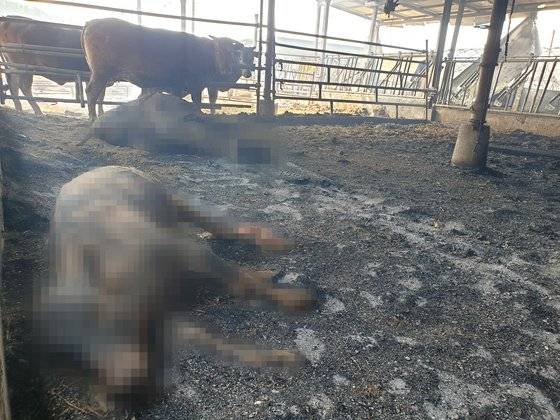 강원도 화재로 불에 타 숨진 소. 박진호 기자