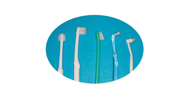 고양이 칫솔은 어떤 모양이어도 상관없다. 키우는 반려묘에게 가장 편한 모양의 칫솔을 찾는 것이 중요하다. [사진 제공 · 이영수]