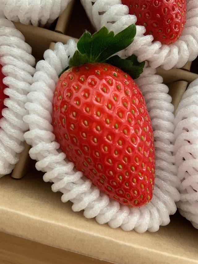 개당 1,300원인 죽향. 꿀 같이 달지만 적당한 신맛이 단맛을 받쳐준다. 이용재 제공