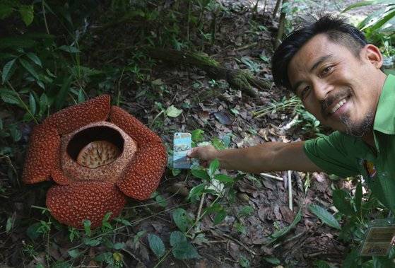 라플레시아가 피면 사람의 접근을 막는다. 울타리 밖에서 팔을 뻗어 비교 촬영을 시도했다. 말레이시아 가이드가 손에 든 스마트폰이 왜소해 보인다. 손민호 기자