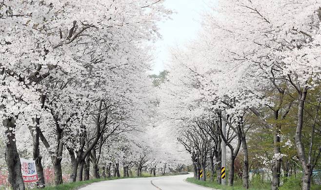 초여름 날씨를 보인 17일 전북 부안군 상서면 청림마을 일대에 벚꽃이 만개해 아름다운 풍경을 자아내고 있다.    | 부안군 제공