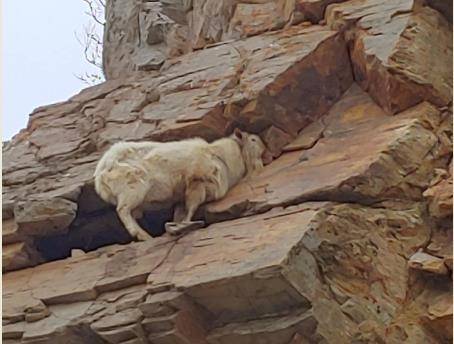 절벽에 고립된 산양 [인천 중부소방서 제공]