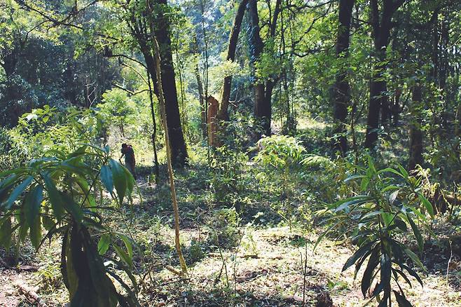 도아파홈폭국립공원은 태국에서 두 번째로 높은 산으로 다양한 수종들이 밀림 같은 숲을 이뤄 트레킹과 산악레포츠를 즐기기에 매우 좋은 곳이다.