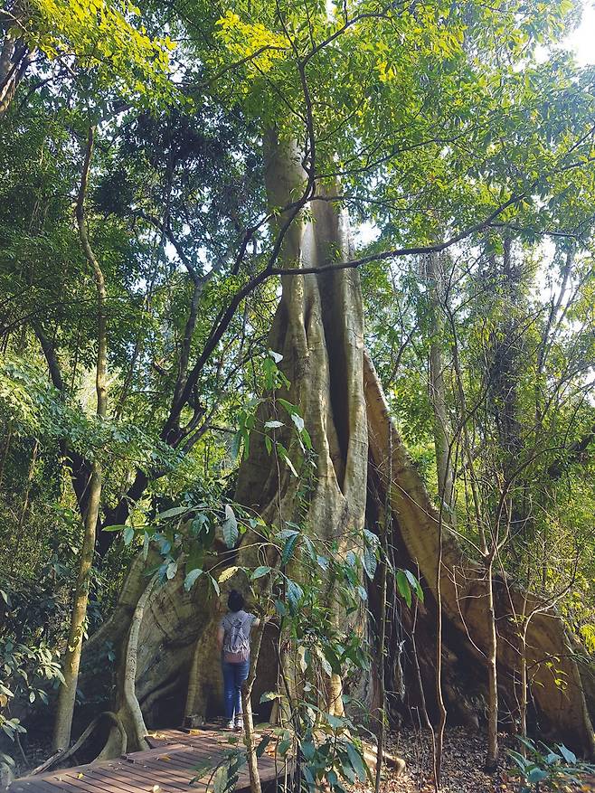 푸상 삼림국립공원에 있는 아름드리 고목을 고개 들어 한참 쳐다보고 있다.