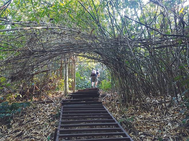 푸상국립공원으로 명명하게 된 넝쿨식물 같은 태국 대나무.