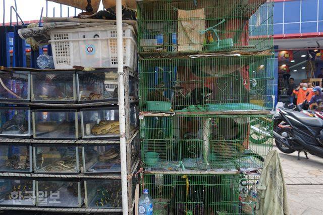 자카르타 도심 자티네가라 지역 동물 시장에는 쇠로 만든 작은 우리나 투명 박스들이 겹겹이 쌓여 있다. 자카르타=고찬유 특파원