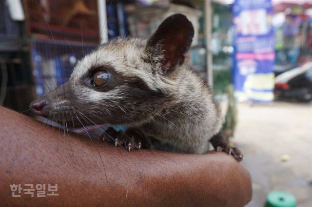 자카르타 도심 자티네가라 동물 시장에서 지난달 25일 만난 생후 2개월짜리 사향고양이. 자카르타=고찬유 특파원