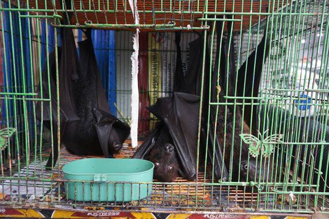 자카르타 도심 자티네가라 동물 시장에서 만난 큰짧은코과일박쥐가 제 몸보다 작은 철창 같은 우리 안에 구겨진 채 밖을 응시하고 있다. 자카르타=고찬유 특파원