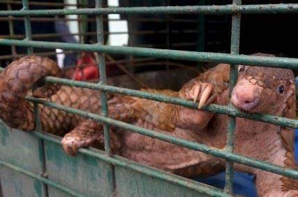 천산갑. 인터넷 캡처