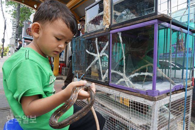 자카르타 도심 자티네가라 동물 시장에서 지난달 25일 만난 한 아이가 상자에서 꺼낸 뱀을 살펴보며 만지고 있다. 자카르타=고찬유 특파원