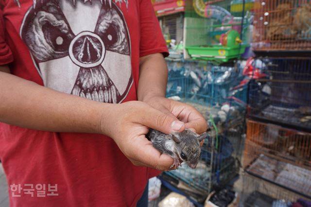 자카르타 자티네가라 지역 동물 시장에서 만난 하늘다람쥐는 자신의 장기를 보여주기 위해 수시로 철창 밖으로 나와야 했다. 자카르타=고찬유 특파원