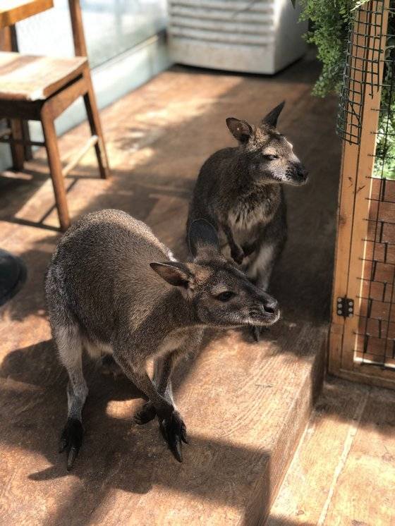 서울 마포구의 한 동물체험카페에 전시된 왈라비. 천권필 기자.