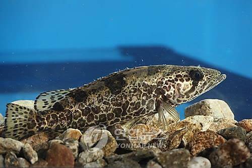 쏘가리 [연합뉴스 자료사진]