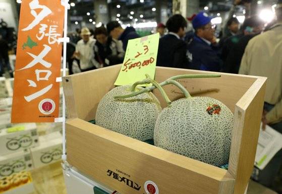 24일 홋카이도 삿포로시 중앙도매시장에서 실시된 유바리 특산물 '유바리(夕長) 멜론'의 올해 첫 경매에서 1개당 250만엔(약 2706만원)에 낙찰돼 역대 최고가 신기록을 세운 멜론. [연합뉴스]
