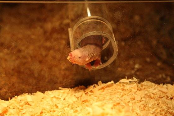 벌거숭이 두더지쥐가 장수하는 것은 단백질이 완벽하게 접히도록 돕고, dna를 신속하게 회복하도록 하는 '샤프롱단백질' 덕분인 것으로 조사됐다. [사진 서울대공원]