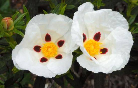 시스투스의 꽃잎. 치명적인 아름다움 속에 스스로를 태우는 불꽃을 잉태하고 있습니다. [사진=유튜브 화면캡처]