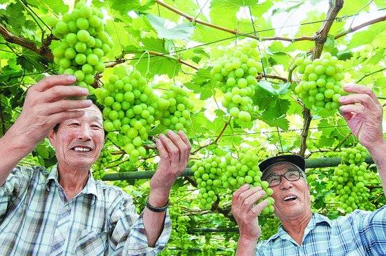 폭염과 국지성 호우가 반복되는 사이 청포도가 초록빛 고운 빛깔을 뽐내며 익어가고 있다. 25일 경북 경산시 남산면 한 포도농장에서 권수정(80ㆍ왼쪽)씨와 이종덕(80)씨가 탐스럽게 맺힌 청포도를 살펴보고 있다. 청포도 가운데 단맛이 강한 로자리오 비앙코 품종으로 8월 초 수확할 예정이다. 프리랜서 공정식 / 2017.07.25