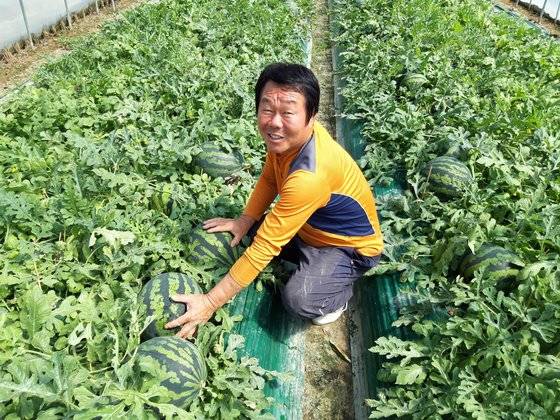 경북 고령군 우곡면에서 수박 농사를 하는 박해동(58)씨는 시설하우스 재배면적을 3만6900㎡에서 2만6400㎡로 재배면적을 줄였다. [사진 고령군]