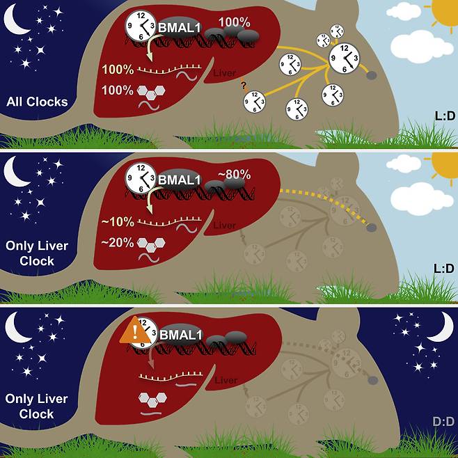 - 연구팀은 생쥐를 이용한 생체시계 실험을 통해 뇌 뿐만 아니라 간, 피부 등 신체 각 부분에 각자의 생체시계를 갖고 있음을 확인했다.셀 제공