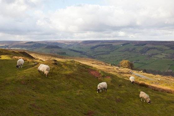 요크에서 북동쪽으로 40km만 가면, 노스 요크 무어스 국립공원이 나온다. 양 떼가 풀 뜯는 풍경이 하염없이 펼쳐진다. 최승표 기자