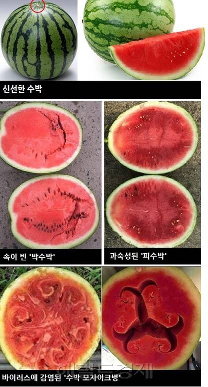 [그래픽=이운자 기자/yihan@heraldcorp.com]