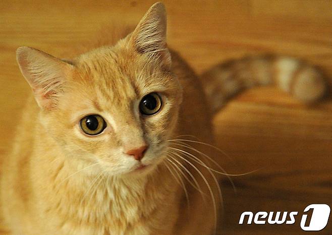 <자료사진> © AFP=뉴스1