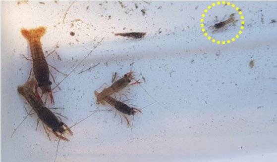 지난해 영산강 지류인 나주 지석천에서 채집된 미국가재. 노란색 원으로 표시된 것은 길이가 20mm에 불과한 어린 가재다.[사진 국립생태원]