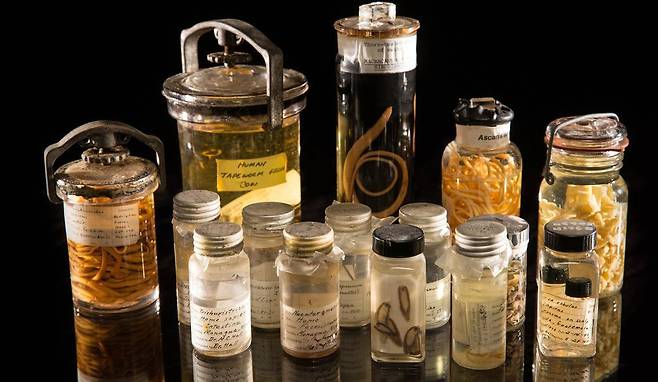 미국 스미소니언 자연사박물관이 소장하고 있는 의 기생충 컬렉션 중 일부. [사진 스미소니언]