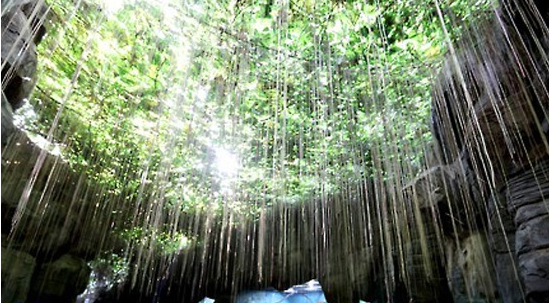 포도과에 속하는 목본성 덩굴식물 시서스/연합뉴스