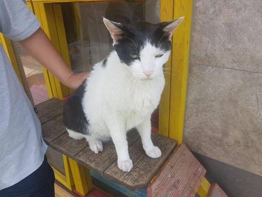 서울 강동구 리본센터 옥상에 마련된 길고양이 보호센터 ‘어울쉼터’에 사는 길고양이 ‘강동이’