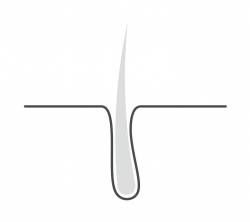 흰머리를 뽑아도 모근은 두피 아래에 그대로 있기 때문에 다시 흰머리가 나온다.