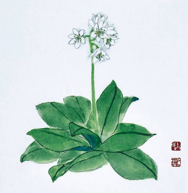 새하얀 꽃이 앙증맞은 나도옥잠화. 옥잠玉簪은 ‘옥으로 만든 비녀’라는 뜻이다. 나도옥잠화는 옥잠화와 잎이 비슷하나 꽃모양이 다르다. 공중습도가 높은 곳에서 자라는 반그늘 식물로 개체수가 그리 많지 않다. 제비옥잠, 당나귀나물, 두메옥잠화라고도 한다. 본초명은 뇌공칠雷公七로 어혈제거와 거풍효과가 있다. 새하얀 꽃이 앙증맞다. 나도옥잠화, 23X22.5cm, 백설지에 수묵담채, 2019