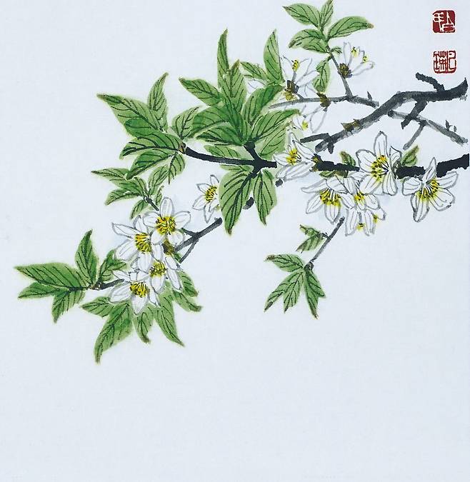 꽃이 아름다운 매화말발도리. 바위틈에서도 잘 자라는 말발도리는 낙엽관목으로 10여 종이 자생하는데 대부분 백두대간에 분포한다. 열매가 말발굽의 편자처럼 생겨서 말발도리다. 가지를 꺾을 때 나는 소리에 따라 댕강목이라고도 한다. 매화말발도리는 꽃이 매화를 닮아 아름답다. 국내에만 자생하는 특산식물로 내한성과 내염성, 내공해성이 강하고 맹아력이 좋다. 열매는 아토피, 피부염, 가려움증에 효능이 있다. 매화말발도리, 23X22.5cm, 백설지에 수묵담채, 2019