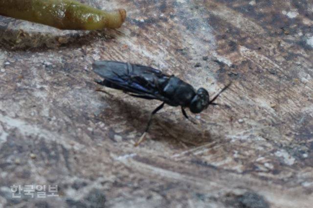 동애등에(블랙솔저플라이) 성충. 몸 길이는 13~20mm이고 색깔은 흑색이다.