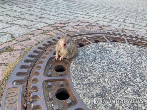 지난 2월 독일 벤스하임의 한 맨홀 뚜껑에 난 구멍에 엉덩이가 낀 생쥐의 모습. [로이터=연합뉴스]
