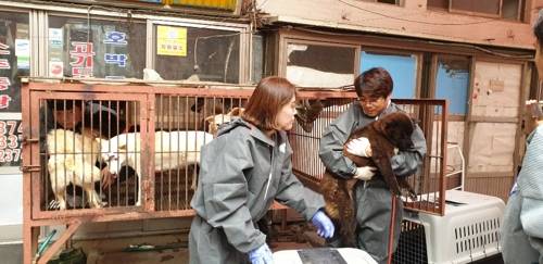 구포 가축시장에서 구조되는 개들 [부산동물학대방지연합 제공]