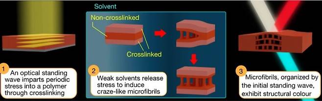 최근 일본 교토대 연구자들은 플라스틱의 크레이징 현상을 이용해 구조색을 만드는 방법을 개발했다. ① 정상파 빛을 쪼여 플라스틱에 주기적인 교차반응을 일으킨다. 이 경우 교차반응이 일어나지 않은 층은 용매에 취약해진다. ② 플라스틱을 용매에 담그면 교차반응이 일어나지 않은 층에 용매가 침투해 크레이징이 일어나 미세구조가 만들어진다. ③ 여기에 빛을 쪼여주면 특정 파장의 빛은 보강간섭을 일으켜 반사되고(빨간색) 나머지는 투과한다(파란색). 즉 위에서 보면 플라스틱 표면이 빨갛게 보인다. 네이처 제공