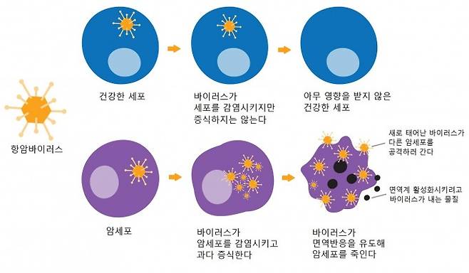 항암바이러스가 암세포를 없애는 원리. 정상 세포에 들어간 바이러스는 증식하지 않지만 암세포에서만 특이적으로 과다 증식하고 면역반응을 유도해 암세포를 죽인다. 크라운바이오사이언스 제공