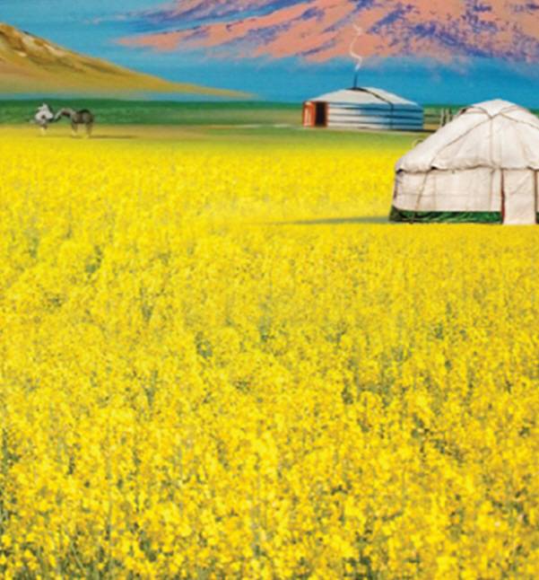 몽골 유채꽃 밭 모습 [사진= 글로벌비엠에스]
