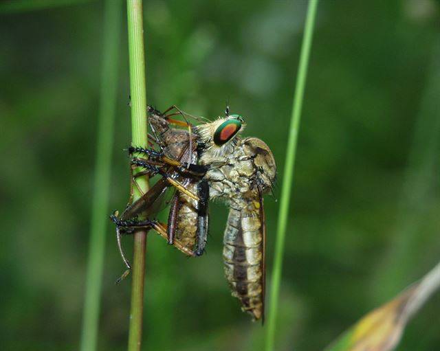 왕파리매는 사냥에 능해 잠자리나 풍뎅이처럼 자신보다 덩치가 큰 곤충도 잡아먹는다 국립생물자원관 제공