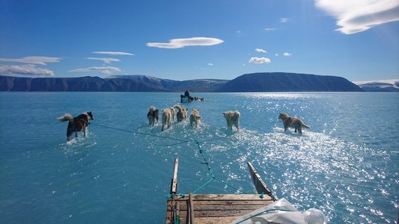 그린란드 빙하가 녹으면서 물 위에서 썰매를 타는 모습