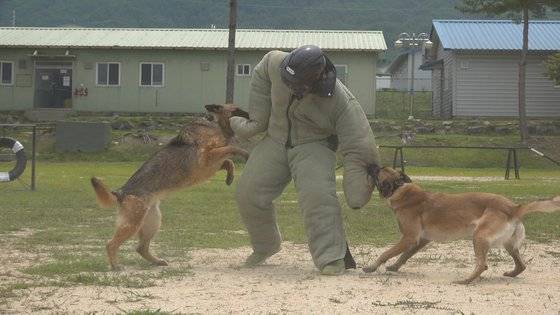 1일 춘천 육군 군견훈련소에서 군견병 통제를 받은 군견이 공격 훈련을 하고 있다. [영상캡처=강대석 기자]