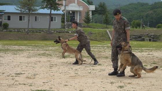 군견은 경계작전을 지원하지만, 평소 사람을 물지 않는다. 군견병이 명령을 내리면 달려나간다. [영상캡처=공성룡 기자]